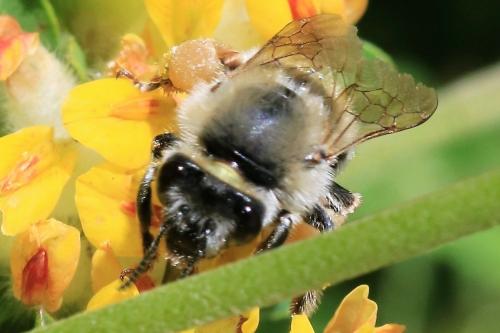 Réf. 284 469 : Eucera sp.
